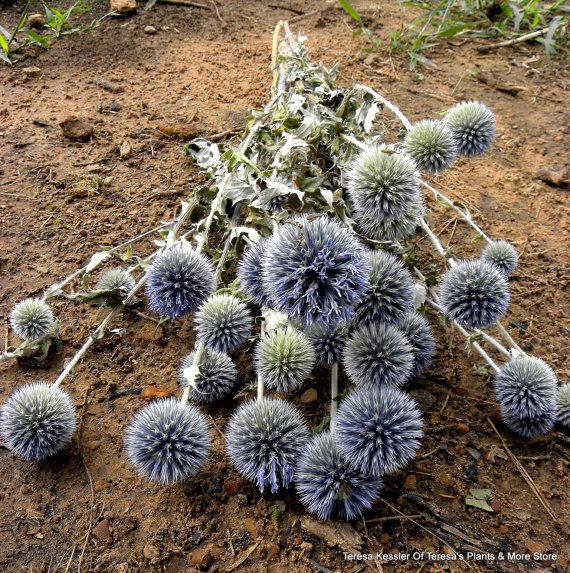 Свадьба - Globe Thistle 5 Oz Bunch-Dried Thistle Echinops Green and Purple flowers /Wedding Bouquet-Boutonniere Flower
