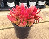 Wedding - Succulent Plant. Campfire Plant. Fire red and orange  Adds color accent to drought resistant landscape.