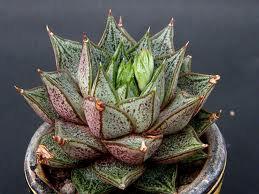 Mariage - Succulent Plant. Echeveria Purpusorum. Spiky plant with gorgeous bell shaped flowers.