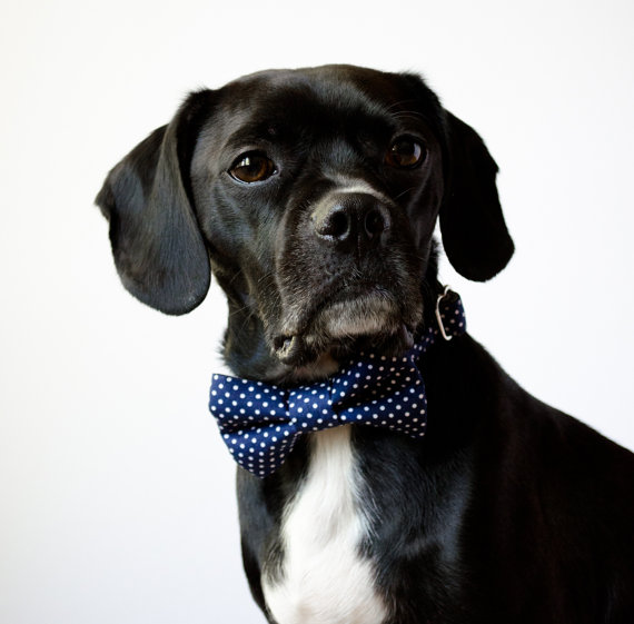 Mariage - Navy Blue Polka Dot Bow Tie Dog Collar