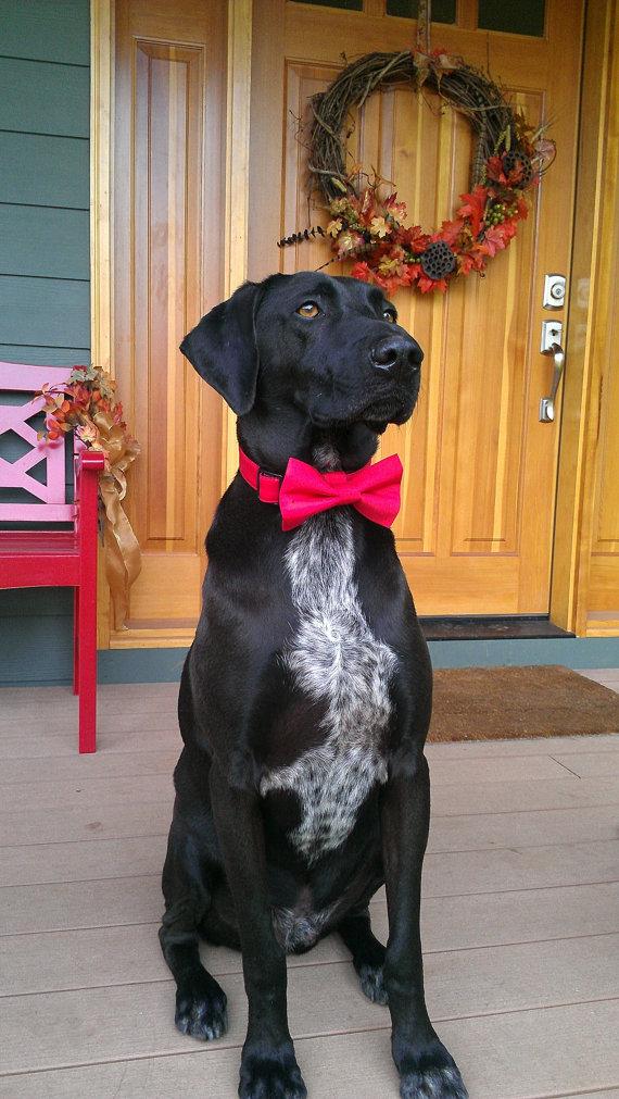 Wedding - Christmas dog collar- Red Tuexdo with bow tie set  (Mini,X-Small,Small,Medium ,Large or X-Large Size)- Adjustable