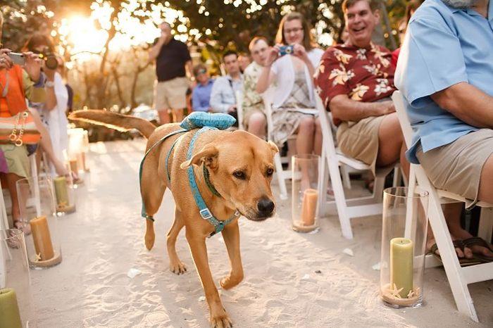 Свадьба - 9 Adorable Ways To Include Your Pup: Dog Wedding Ideas