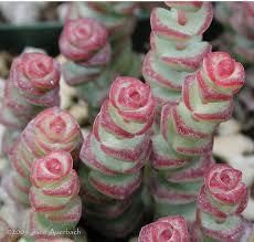 Hochzeit - Succulent Plant. Crassula Baby's Necklace. Small square leaves on top of leaves that are green with rose blushing.  Drought resistant