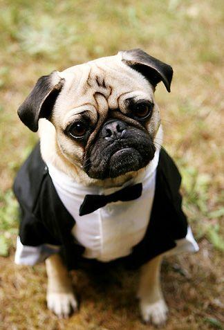 Wedding - Puglife