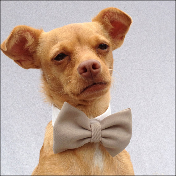 زفاف - Khaki Fabric Pet Bow Tie with White Cotton Shirt  Collar