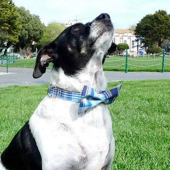 Свадьба - 2 colors to choose from, Dog Bow tie collar -Plaid Blue- designer dog collar, designer collar for ring bearer, dog lover