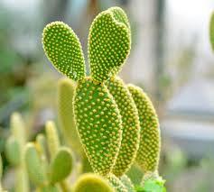 Wedding - Cactus Plant. Golden Angel Wing Cactus.  Also called Golden Bunny Ear Cactus.  Very different and interesting.