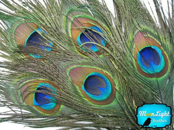 زفاف - USA Peacock Feathers, 10 Pieces - BIG NATURAL Peacock Tail Eye Feathers : 324