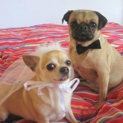 Свадьба - Bridal Party Pet BRIDE and GROOM costume - CUSTOMIZE bow tie with your wedding colors