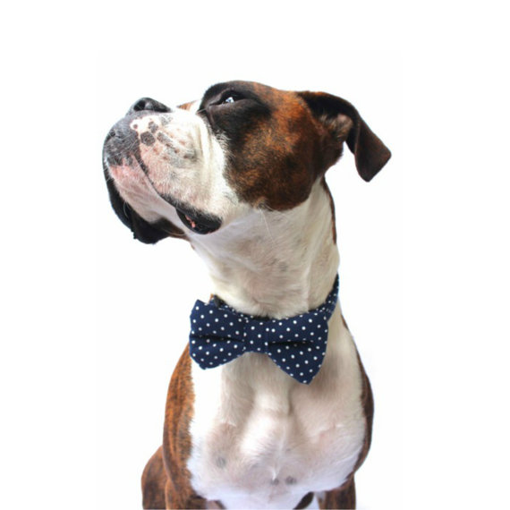 Mariage - Dog Bow Tie, Navy Polka Dot Bow Tie, Polka Dot Dog Bow Tie