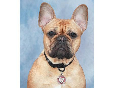 زفاف - Dog Tag Pet ID Pet Tag Personalized Dog Collar Tag Pet Accessories Handmade Metal Heart