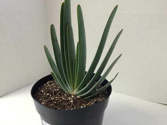Mariage - Succulent Plant. Mature Fan Aloe. A beautiful plant with a very unique shape.