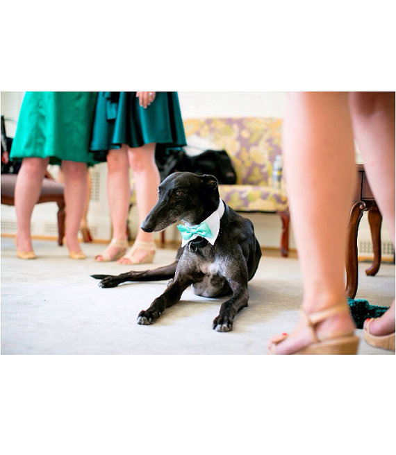 Hochzeit - Dog Wedding Shirt Collar and Bow Tie (custom colors)