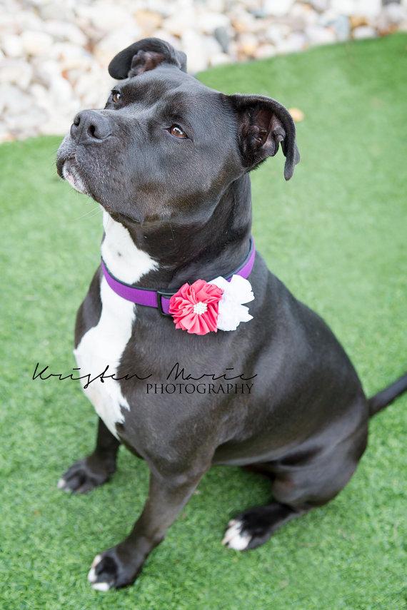 زفاف - Dog collar flowers, Set of two (2), 14 colors to choose from. Dog Bow, Dog Bling, Flower Dog collar, Floral dog collar, removable dog flower