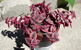 Mariage - Succulent Plant. Crassula Calico Kitten. leaves blush a beautiful rose-lilac in drought or cold. Great as a hanging basket.