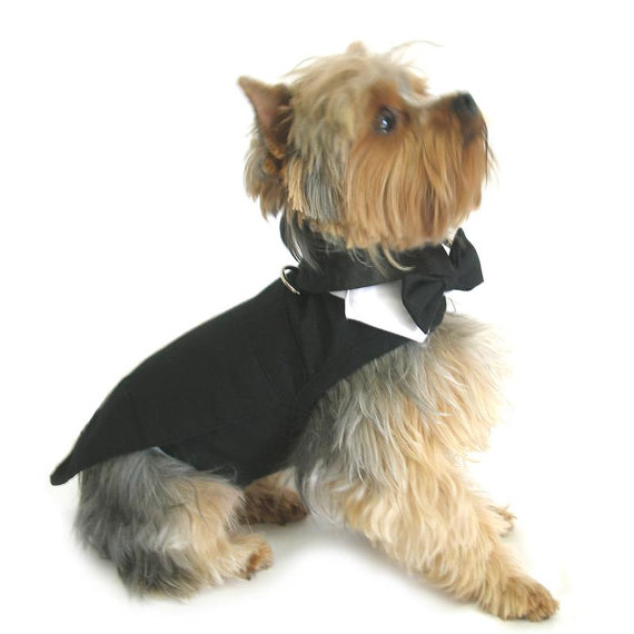 Hochzeit - Dog Tuxedo outfit, Black Dog Harness Tuxedo w/Tails, Bow Tie, and Cotton Collar, dog wedding tuxedo, holiday tuxedo pets, dogs bow tie