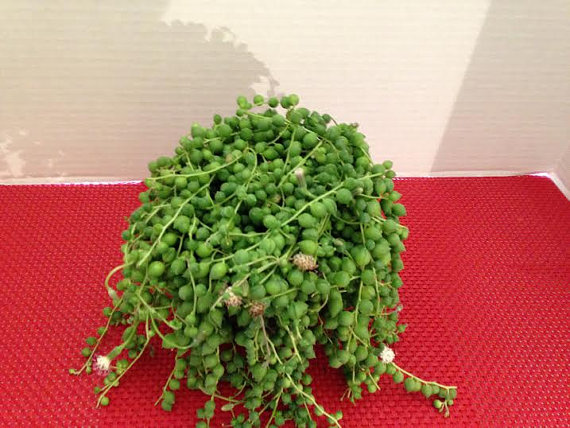 زفاف - Succulent Plant. String of Pearls.  Senecio Rowleyanus. Made for  hanging baskets and trailing bouquets.  Mature plant.