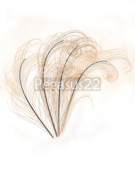 زفاف - IVORY peacock feather sprigs curled for hats, fascinators, headdresses, and floral arrangements. (5-8 Inches Long)(4 SPRIGS)