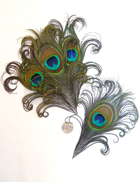 زفاف - NATURAL Curled Peacock Feather Eyes (6 piece with size option) DIY feathers for wedding invitations, bouquets, center pieces, millinery