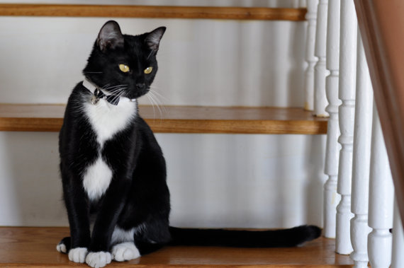 cat collar and tie