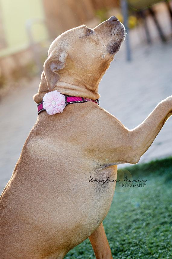 زفاف - Dog collar flowers. 14 colors. Wedding pet flowers, Flower dog, flower dog collars, Wedding Pet Flowers, Dog Bow, Collar Bows, Bows for Dogs