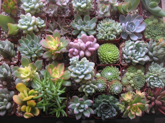 Mariage - 100 Succulents Grown In Our Greenhouse, Great For Weddings, Baby Showers, Terrariums, Rustic Favors And Special Events, Favors