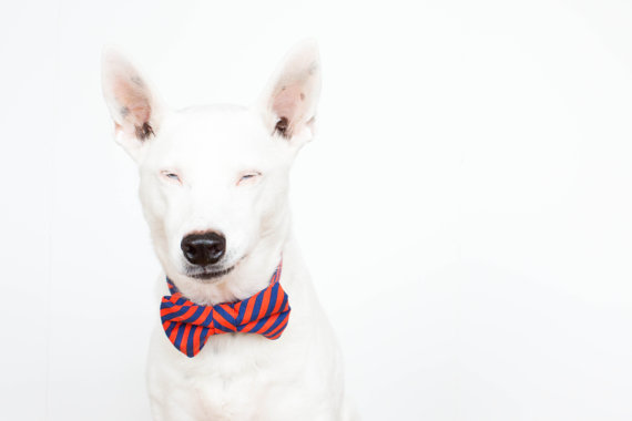 زفاف - Bowtie Dog Collar - Puppy Prep Stripe
