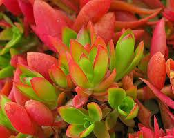 Wedding - Large Succulent Plant. Campfire Plant. Fire red and orange  Adds color accent to drought resistant landscape.
