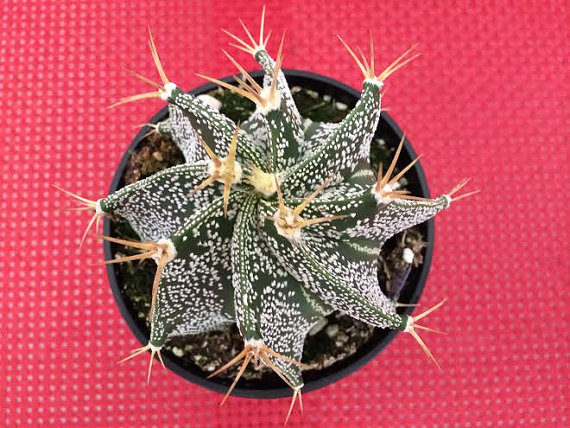 Mariage - Cactus Plant. Star Cactus. Swirls Like a Star.