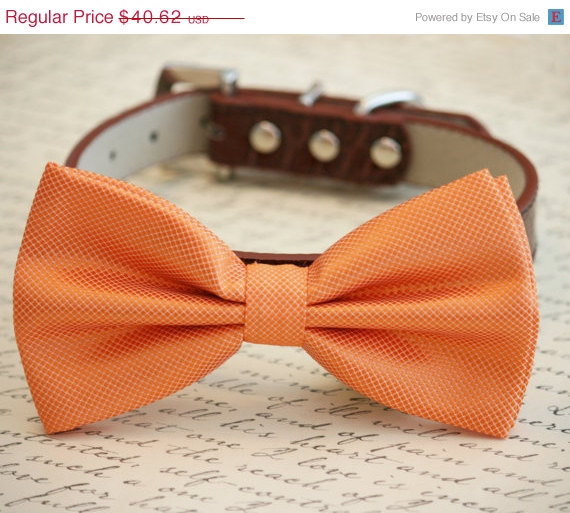 زفاف - Orange Dog Bow tie, Pet Wedding Accessory, Orange bow tie, Love Orange, Bow attached to Brown Leather collar