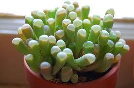 زفاف - Succulent Plant. Baby Toes  “toes” look like they have eyeballs on top of them. Sprout pretty white & yellow flowers  Very low maintenance