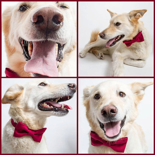 Mariage - Dog Bow Tie - Wine Red