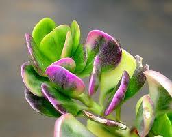 Mariage - Succulent Plant.Presold add on listing for Paula