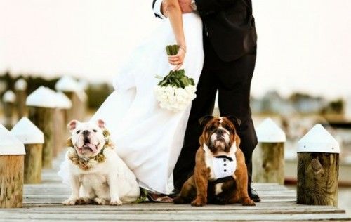 Wedding - (Dogs At Weddings)