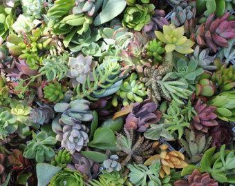 Wedding - 15 succulent CUTTINGS perfect for wall gardens wreath topiaries or bouquets Succulents echeverias succulent