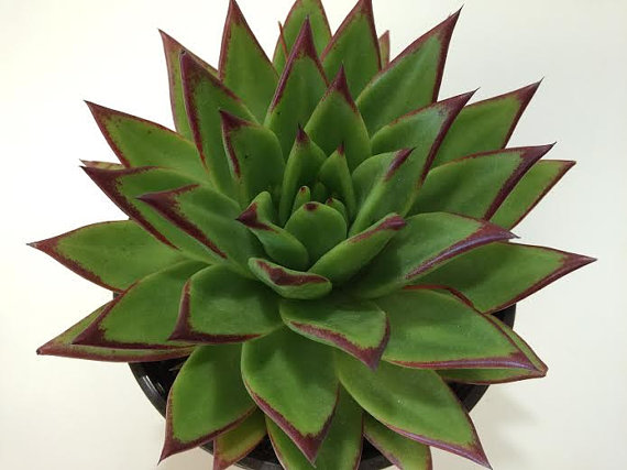 Hochzeit - Succulent Plant Large Echeveria Lipstick Agavoides.  Beautiful star shaped rosette with deep red trimmed leaves.