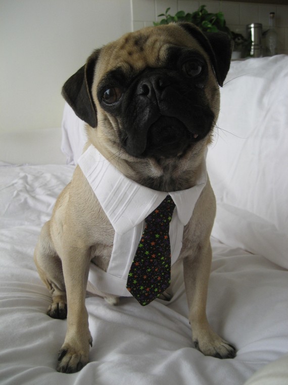 زفاف - Custom Dog Dress Shirt and Tie Set - Small to Medium sized dogs
