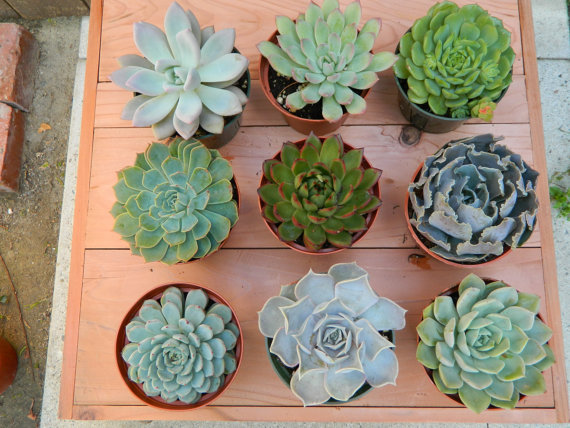 Wedding - Succulent Plant Collection - 9 Succulent Rosette Shapes for Wedding Bouquets, Wedding Cake Toppers, Centerpieces, Succulent Container