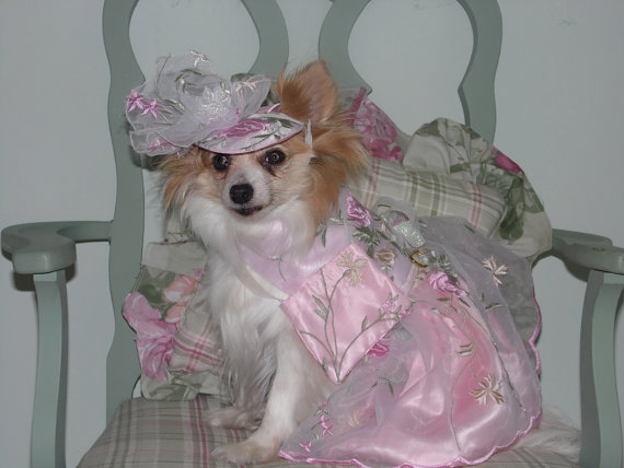 زفاف - CUSTOM ORGANZA BRIDESMAID dog dress - Wedding or Special Occasion - Prom - Check on timing and fabrics- made to order up to 20 lbs