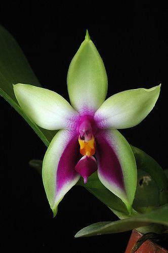 Свадьба - Phalaenopsis Bellina