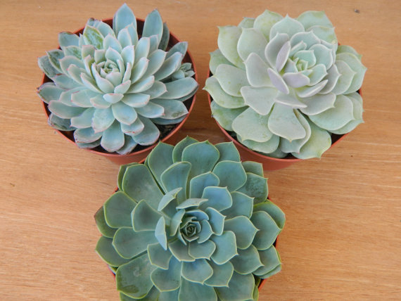 Wedding - 3 Succulent Rosettes Shape for  Winter Wedding Bouquets, Wedding Cake Toppers, Centerpieces
