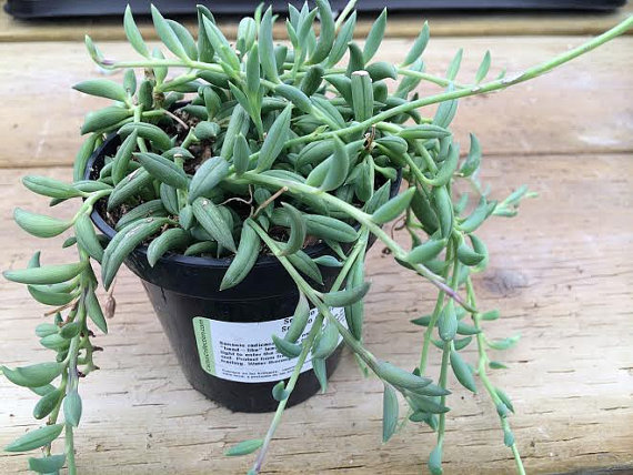 Mariage - Succulent Plant. String of Bananas.  Senecio Radicans Glauca. Made for  hanging baskets and trailing bouquets.  Mature plant.