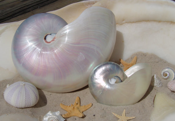 زفاف - Pearl Finish Iridescent Natural Nautilus Shell for Collections, Weddings, Sea Shell Arts and Crafts