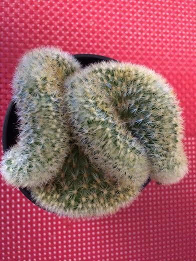زفاف - Cactus Plant. Brain Cactus. It certainly resembles the human brain.