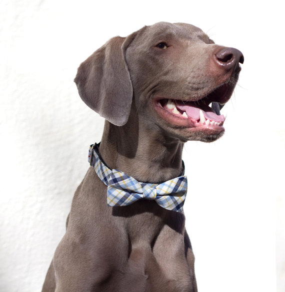 Mariage - Fillmore Plaid, UsagiTeam designer dog collars with bowties, Dog Bow tie Collar