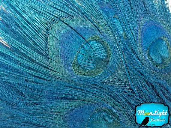 زفاف - Teal Peacock feathers, 5 Pieces - TURQUOISE Bleached and Dyed Tails Peacock Feathers: 259