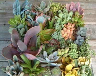 Mariage - 9 Succulents, Great Collection for Bouquets, Wedding Favors, Table Decor, Terrariums