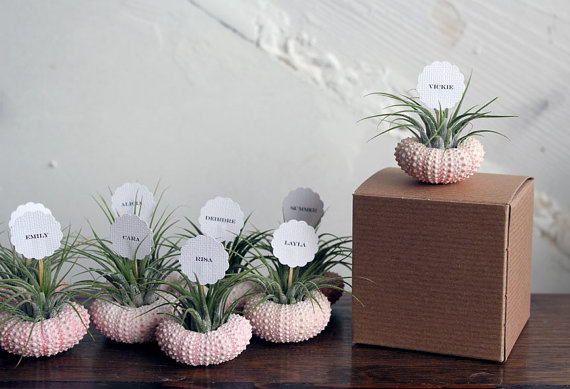 Wedding - air plant party favors // place markers qty. 25