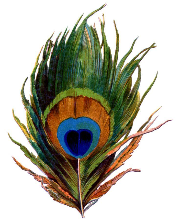 زفاف - Antique Image - Stunning Peacock Feather