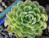 Mariage - Succulent Plant Echeveria Lime and Chile